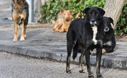 Ankara’da başıboş köpeklerin saldırdığı hemşire, arabanın önüne atlayarak kurtuldu