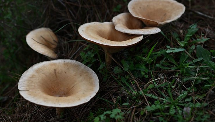Mantarlar konusunda doğru bilinen yanlışlar