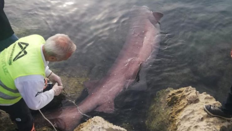 Mersin’de 4 metrelik camgöz köpek balığı kıyıya vurdu