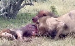 Afrika’da aslanlar düşman aslanı parçaladı: Ormanın kralını canlı canlı yediler