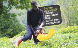 Doğu Karadeniz’de çay bahçelerinin yeni işçileri Senegalliler