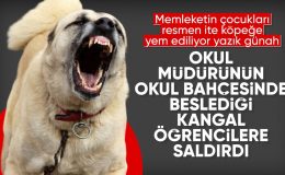 İstanbul’da okul bahçesinde beslenen köpekler,  öğrenciye saldırdı