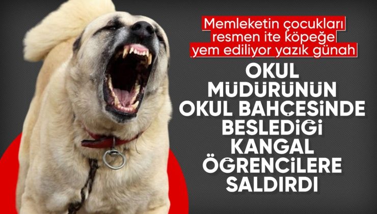 İstanbul’da okul bahçesinde beslenen köpekler,  öğrenciye saldırdı