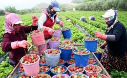 İzmir’de kış sıcak geçince Emiralem çileğinde hasat erkene çekildi