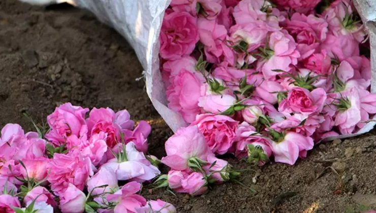 Isparta’da gül hasadı başladı: Rekolte beklentisi 12 bin ton