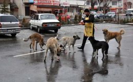 Türkiye sokak köpekleri saldırılarına sahne olurken Avrupa’daki durum