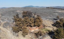 Çanakkale’de yanan alanlar yeniden yeşeriyor