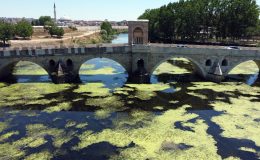 Edirne’de üzeri yosun tutan Tunca Nehri’nin debisi bir ayda yarıya düştü