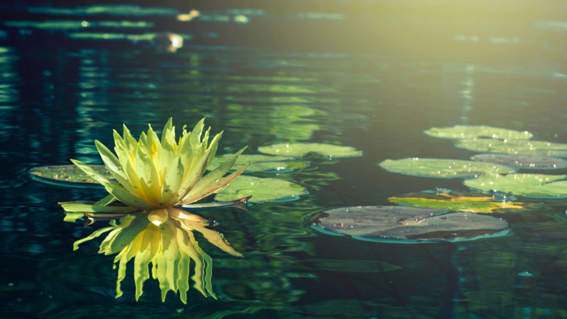 2025 wellness trendleri